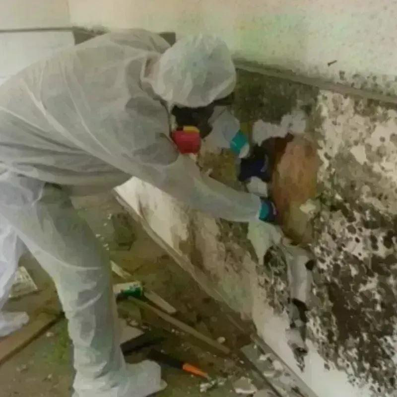 Mold Remediation and Removal in Snellville, GA